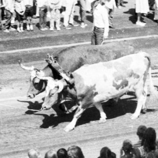 Historic parade featuring decorated oxen and vintage wagon.