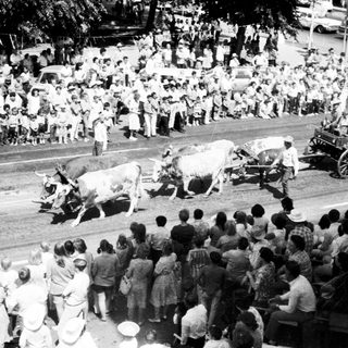 Historic parade featuring decorated oxen and vintage wagon.