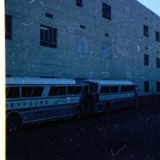 Vintage Greyhound buses parked near building.
