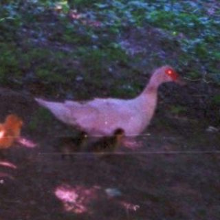Forest clearing with sunlight, chicken near small fire.