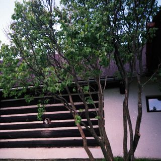 Chalet-style building with wooden siding and trees.