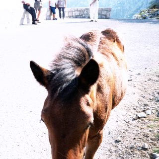 Brown horse walking near people on paved path.