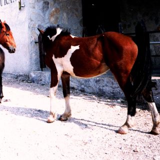 Rural restaurant with two horses and person.