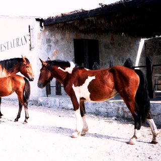 Rural restaurant with woman and three horses outside.
