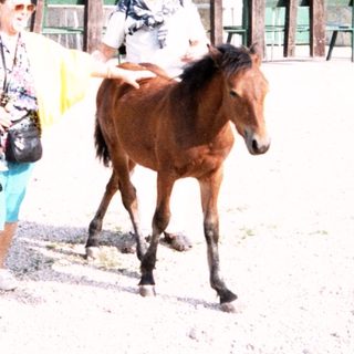Rural stable with woman leading horse, another woman walking nearby.
