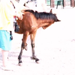 Rural setting with person leading young horse near rustic buildings.