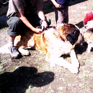 Sheep being sheared by dogs in training.