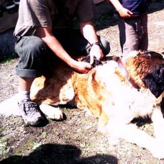 Sheep being sheared by dogs in training.