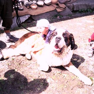 Large dog lying with children and adults nearby.