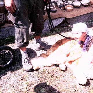 Large dog lying with children and adults nearby.