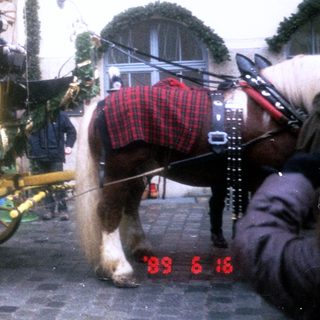 Elegant horse-drawn carriage with yellow and black trim.