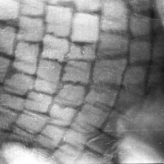 Scales of a reptile, possibly a snake.