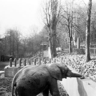Elephant in snowy zoo enclosure near fence.