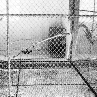 Caged bird inside snowy outdoor enclosure.