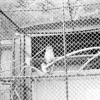 Caged bird inside a wire enclosure.