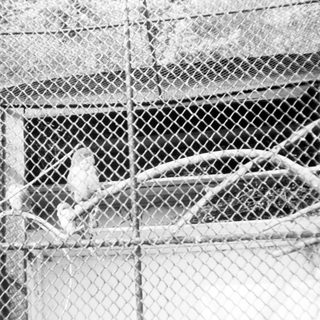 Caged bird inside a wire enclosure.