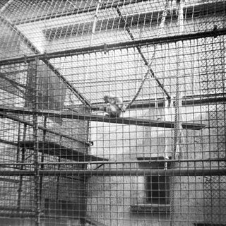 Prisoner in multi-level metal cage enclosure.