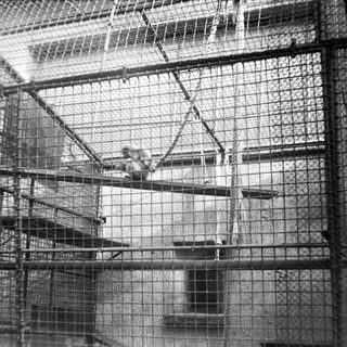 Prisoner in multi-level metal cage enclosure.