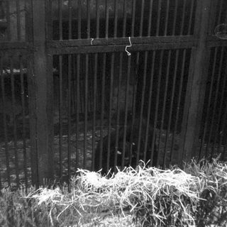 Dark metal fence with snow-covered ground and grass.