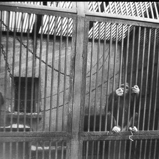 Barred prison cell window with inmate reaching out.