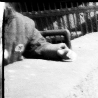 Two dogs resting near stone wall.