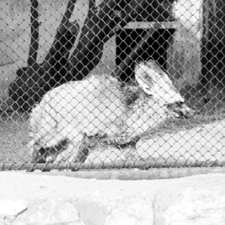 White animal lying on ground inside fenced enclosure.
