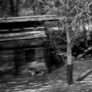 Winter landscape with snow-covered ground and bare trees. Dog stands near bushes.