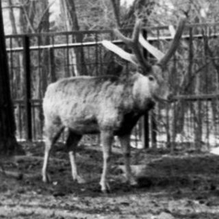 Deer in an enclosed, wooded zoo enclosure.