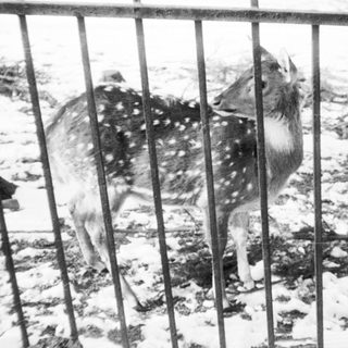 Deer in snowy enclosed area.
