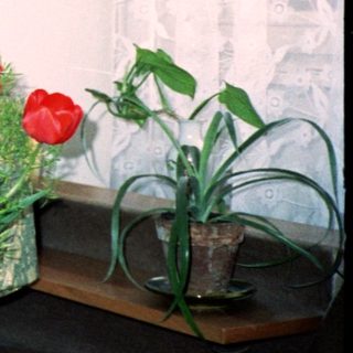 Young girl in white dress smiling indoors near flowers.