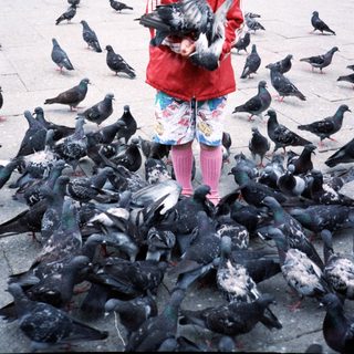 Child feeding pigeons in a public square.