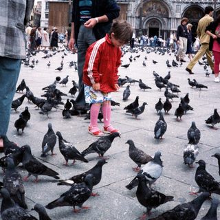Family feeding pigeons in St. Mark's Square.