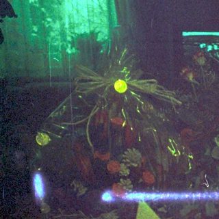 Dark room with illuminated green plants, scattered items, and a laser pointer.