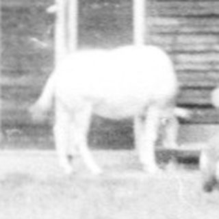 Rural barn with animals and person in fenced area.
