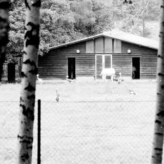 Rural barn with animals and person in fenced area.