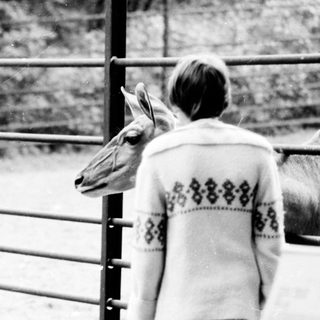 People feeding a deer through a fence.