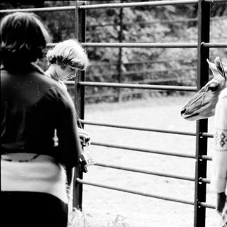 People feeding a deer through a fence.