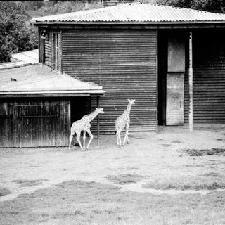 Two giraffes standing near a rustic building.