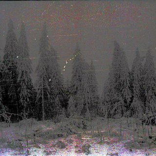 Dark forest scene with snow-covered ground and stars.