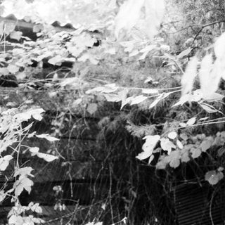 Blurred black-and-white forest scene with smoke.