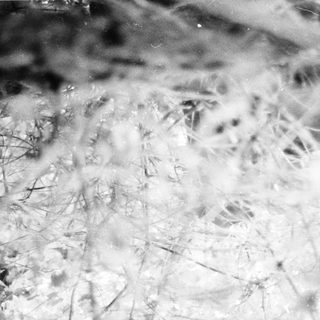 Frosty tree branches with snow-covered leaves.