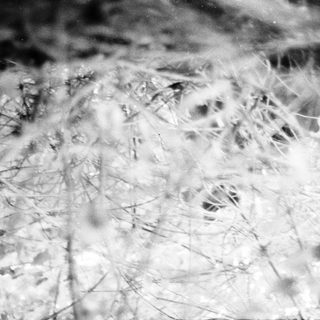 Blurry winter scene with snow-covered branches.