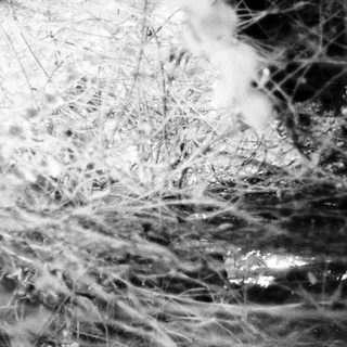 Frosty tree branches against dark sky.