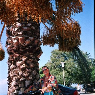 Person riding camel under large date palm trees.