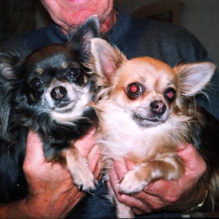 Two small dogs held by person.