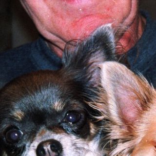 Two small dogs held by person.