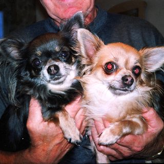 Two small dogs held by person.