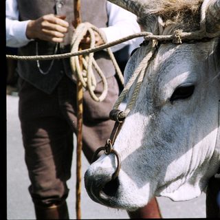 Water buffalo with rope and harness in urban setting.