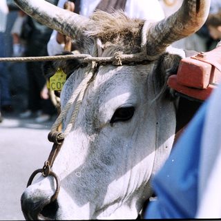 Water buffalo restrained with rope and chain.