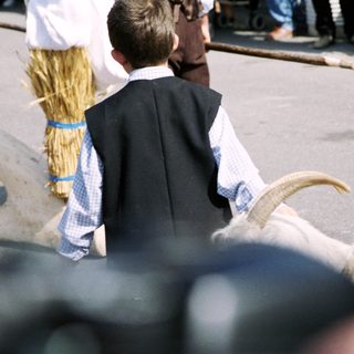 Traditional folk festival with oxen and participants in regional attire.